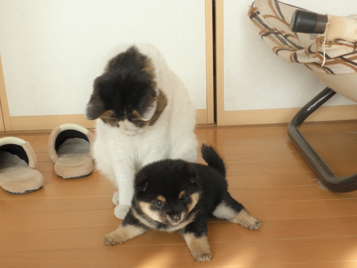 f:id:mishacarrot:20200105175027j:plain f:id:mishacarrot:20200105175027j:plain
