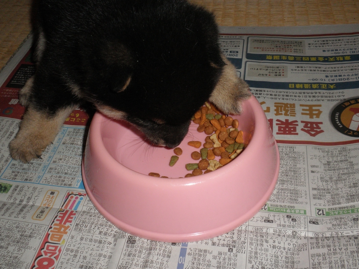 f:id:mishacarrot:20200105175907j:plain f:id:mishacarrot:20200105175907j:plain