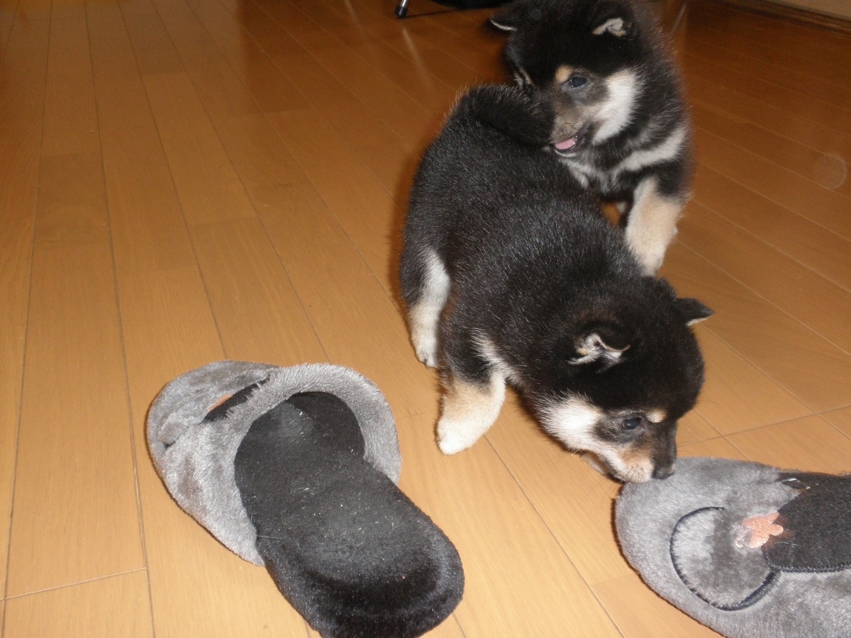 f:id:mishacarrot:20200110160110j:plain f:id:mishacarrot:20200110160110j:plain