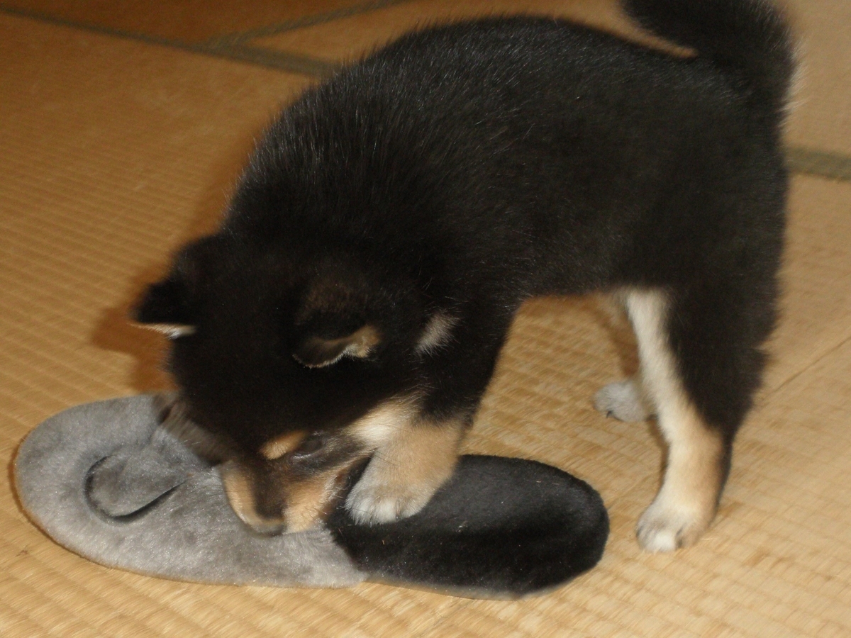 f:id:mishacarrot:20200110160139j:plain f:id:mishacarrot:20200110160139j:plain