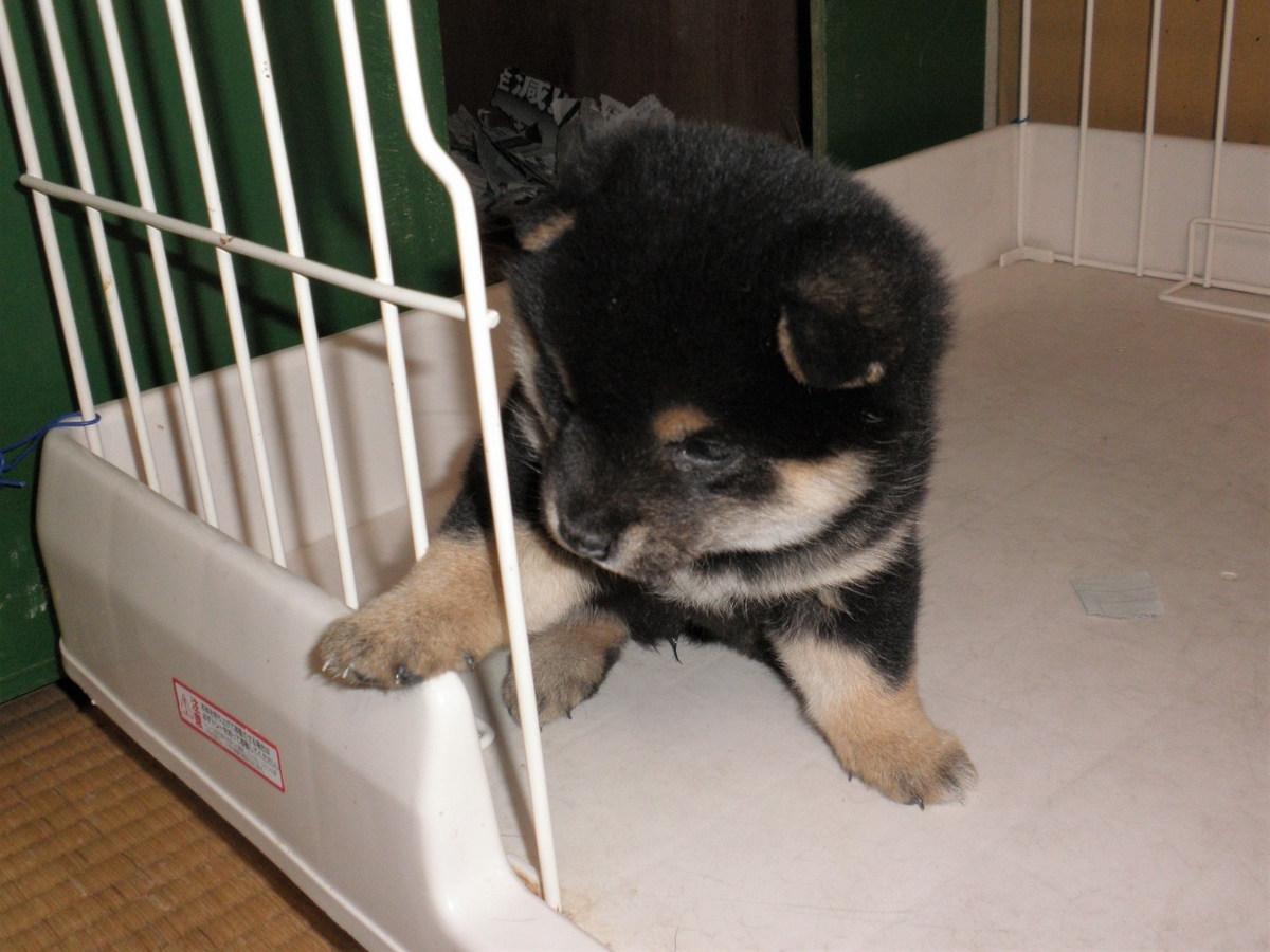 f:id:mishacarrot:20200111181122j:plain f:id:mishacarrot:20200111181122j:plain