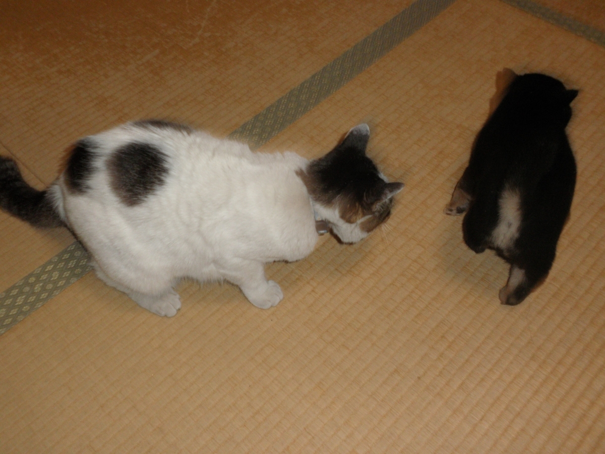 f:id:mishacarrot:20200119163821j:plain f:id:mishacarrot:20200119163821j:plain