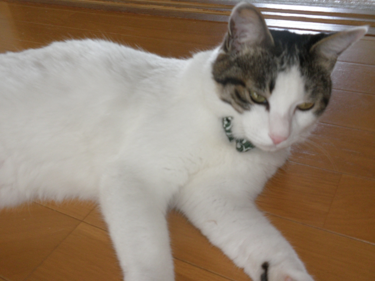 f:id:mishacarrot:20200130172348j:plain