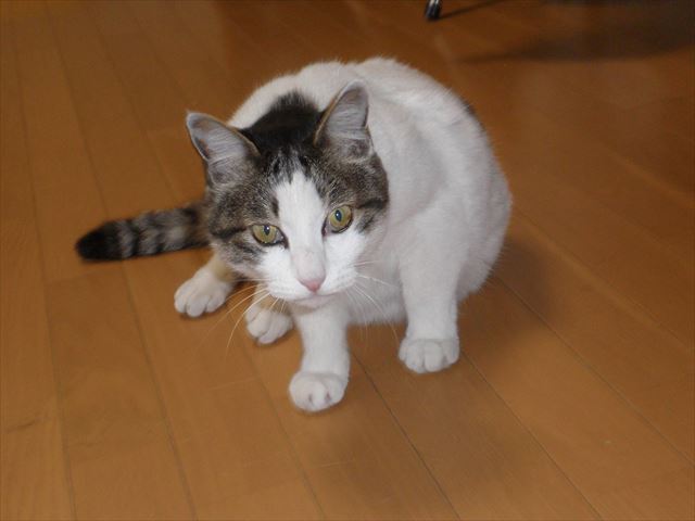 f:id:mishacarrot:20200222100659j:plain