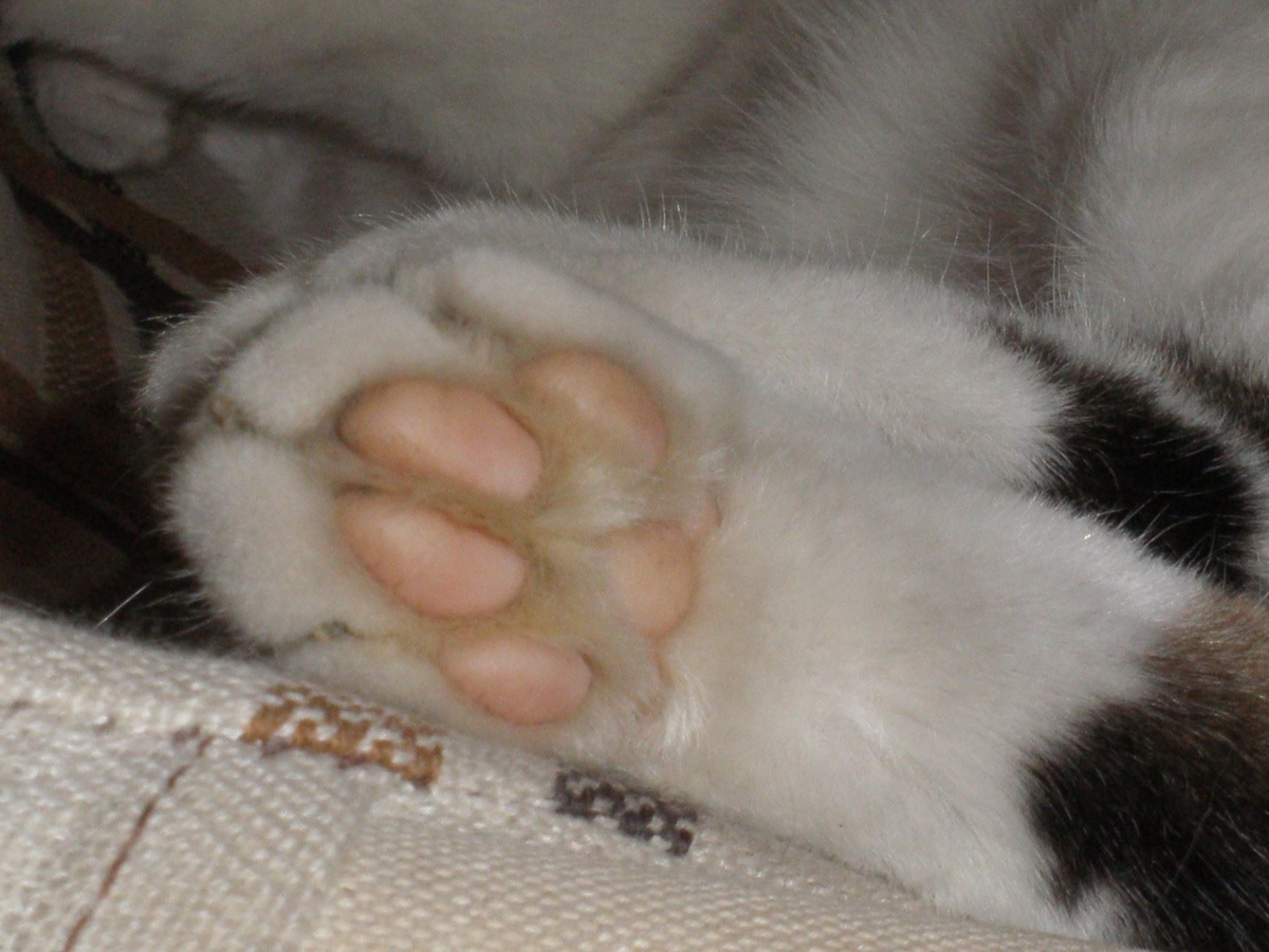 f:id:mishacarrot:20200222115203j:plain