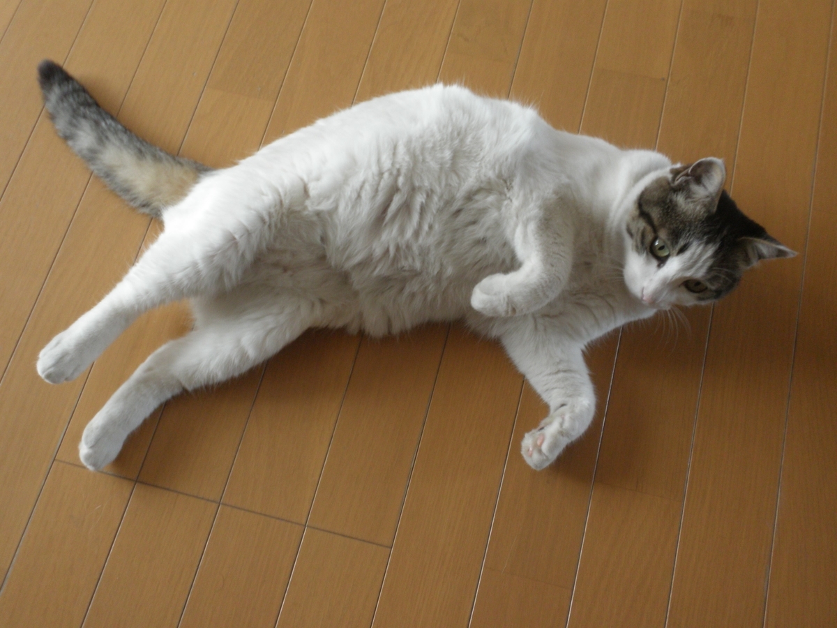 f:id:mishacarrot:20200222115250j:plain