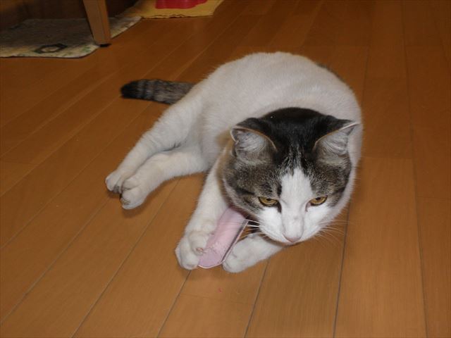 f:id:mishacarrot:20200401165411j:plain f:id:mishacarrot:20200401165411j:plain