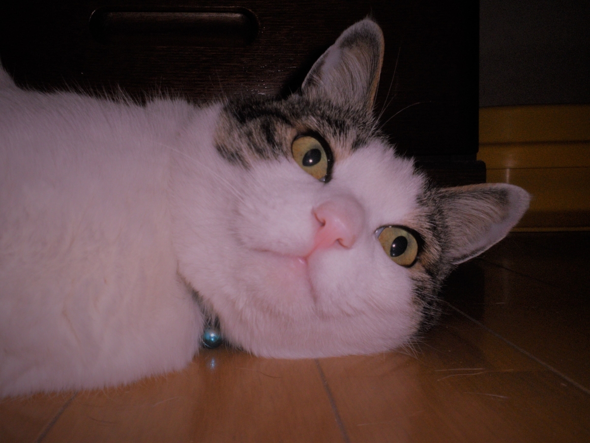 f:id:mishacarrot:20200429164354j:plain f:id:mishacarrot:20200429164354j:plain