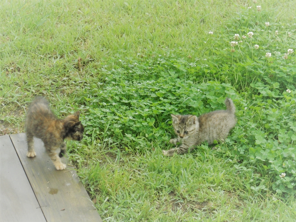 f:id:mishacarrot:20200501105353j:plain
