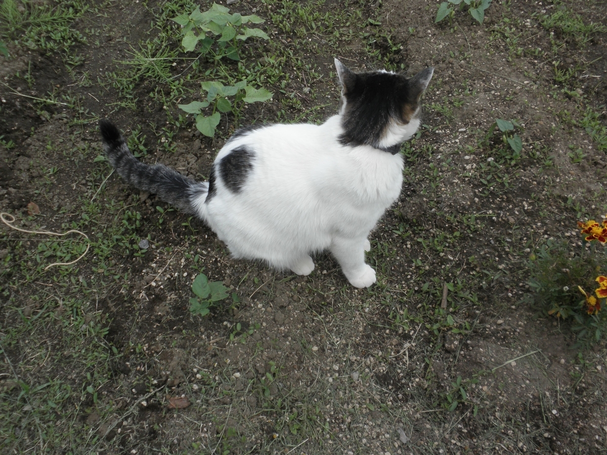 f:id:mishacarrot:20200508175723j:plain