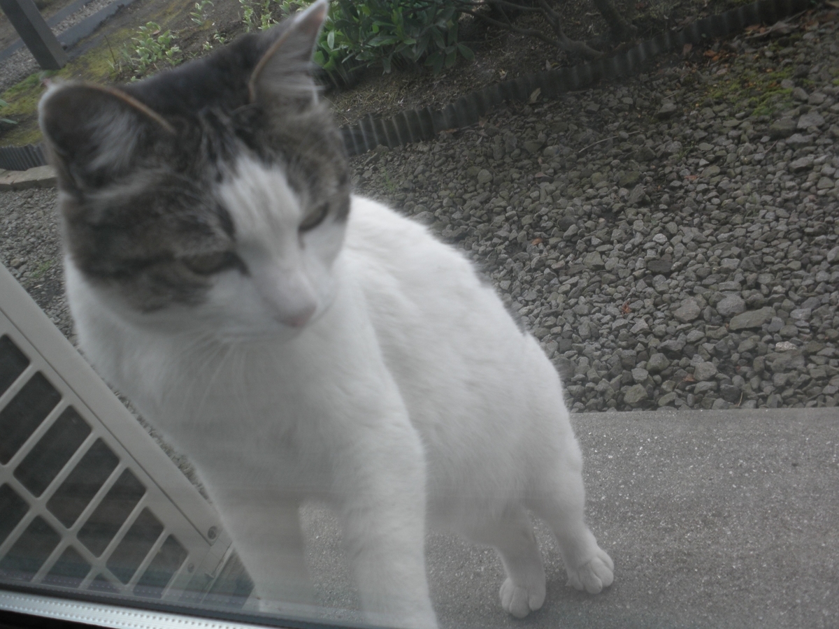 f:id:mishacarrot:20200515164754j:plain