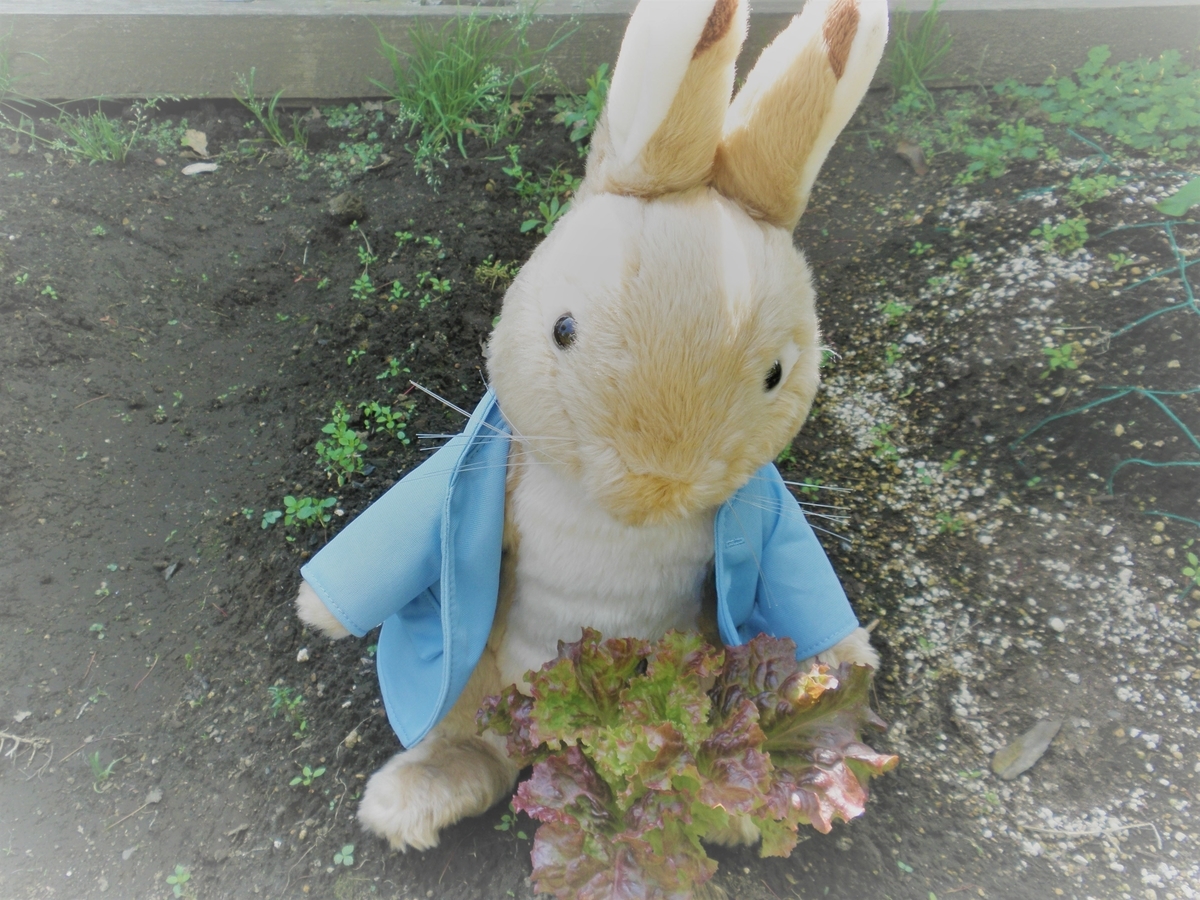 f:id:mishacarrot:20200529161611j:plain f:id:mishacarrot:20200529161611j:plain