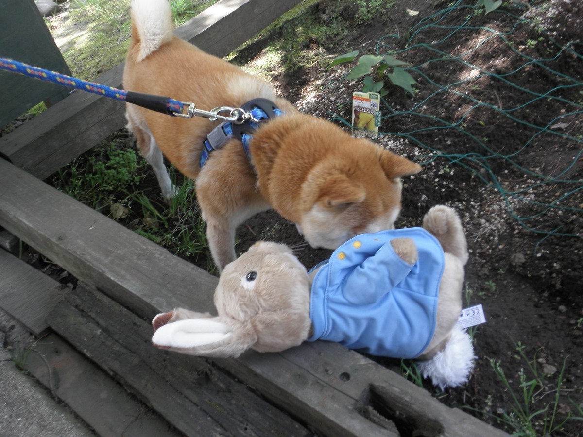 f:id:mishacarrot:20200529161951j:plain f:id:mishacarrot:20200529161951j:plain