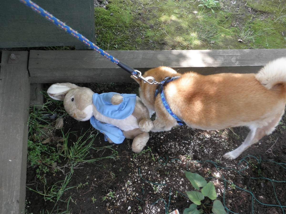 f:id:mishacarrot:20200529162142j:plain f:id:mishacarrot:20200529162142j:plain