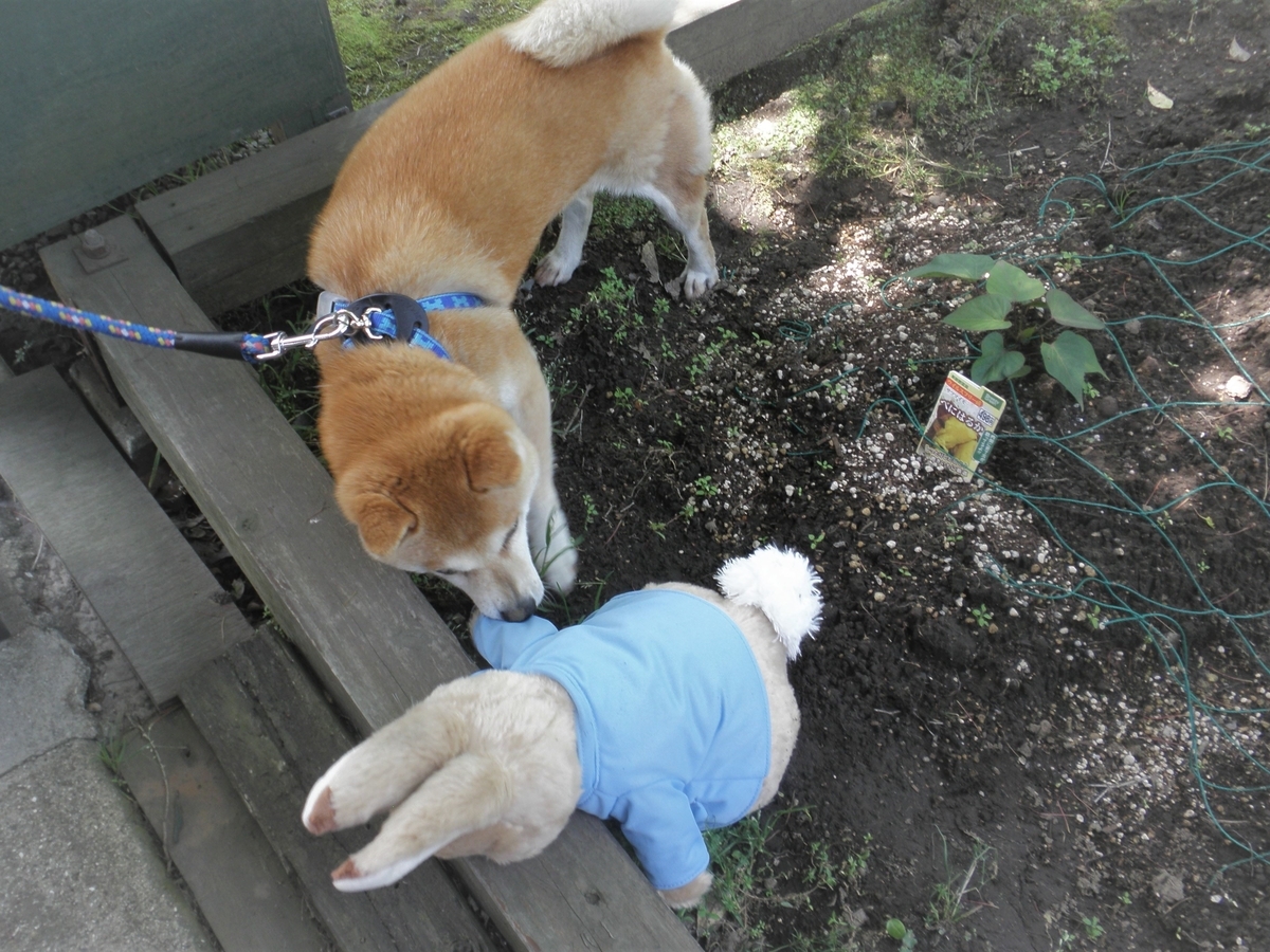 f:id:mishacarrot:20200529162243j:plain f:id:mishacarrot:20200529162243j:plain