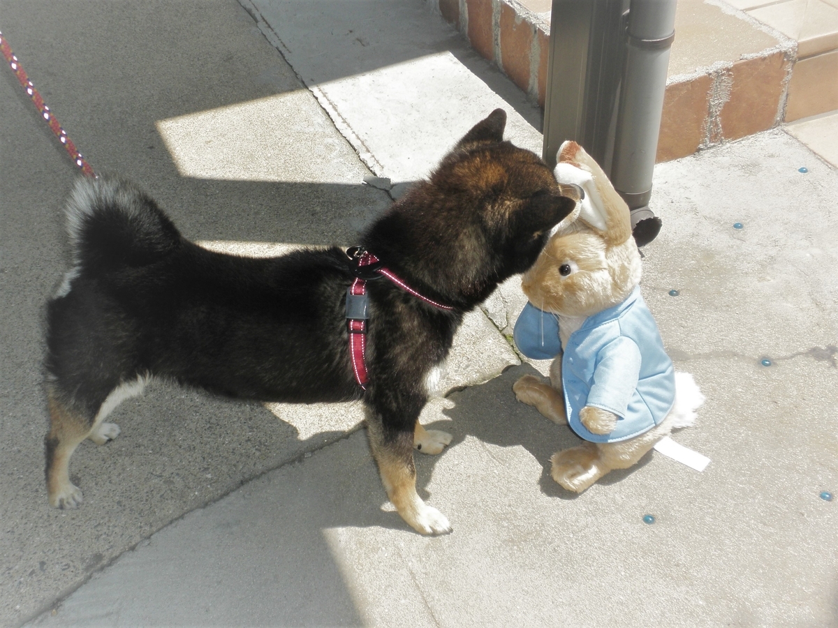 f:id:mishacarrot:20200529162633j:plain f:id:mishacarrot:20200529162633j:plain