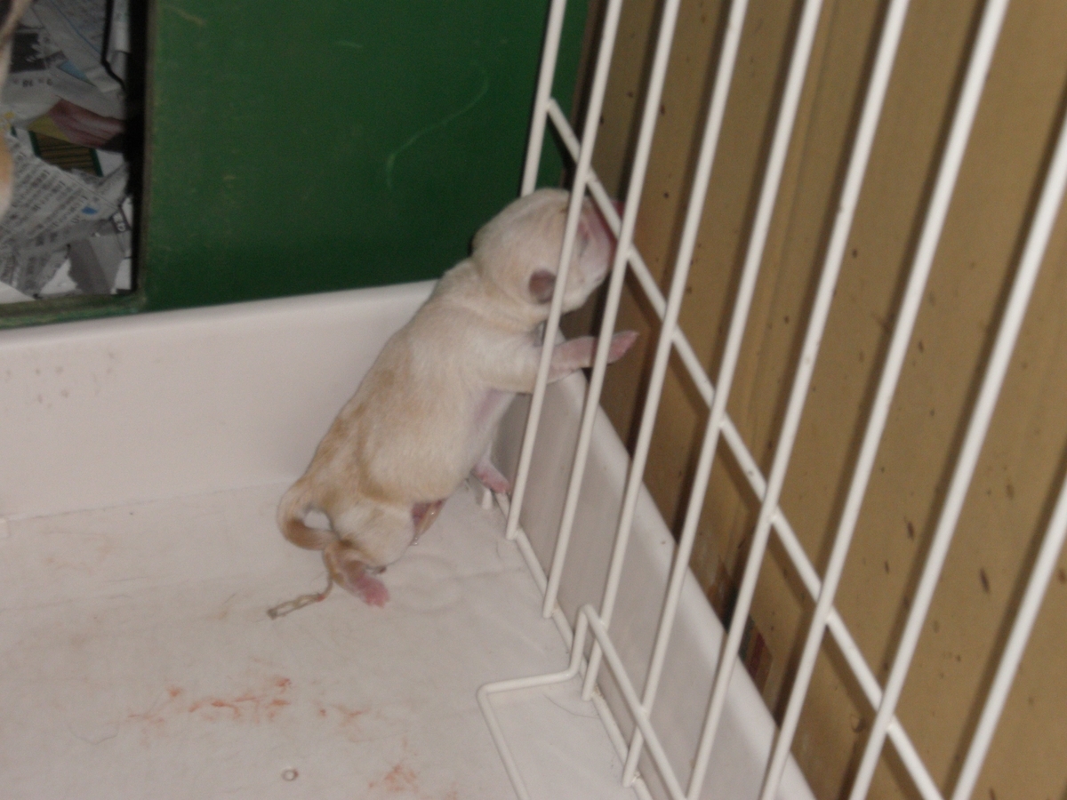 f:id:mishacarrot:20200603165727j:plain
