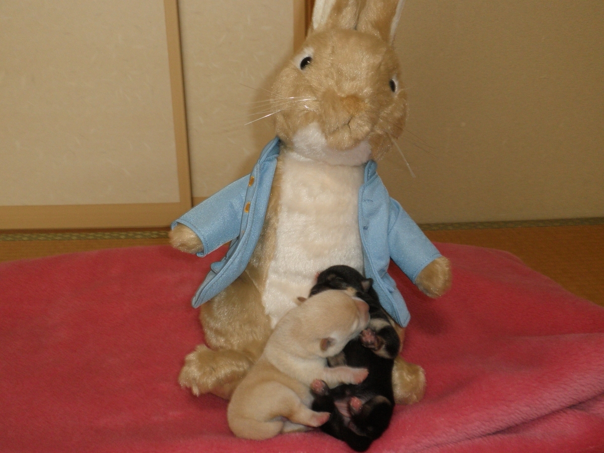 f:id:mishacarrot:20200608190817j:plain