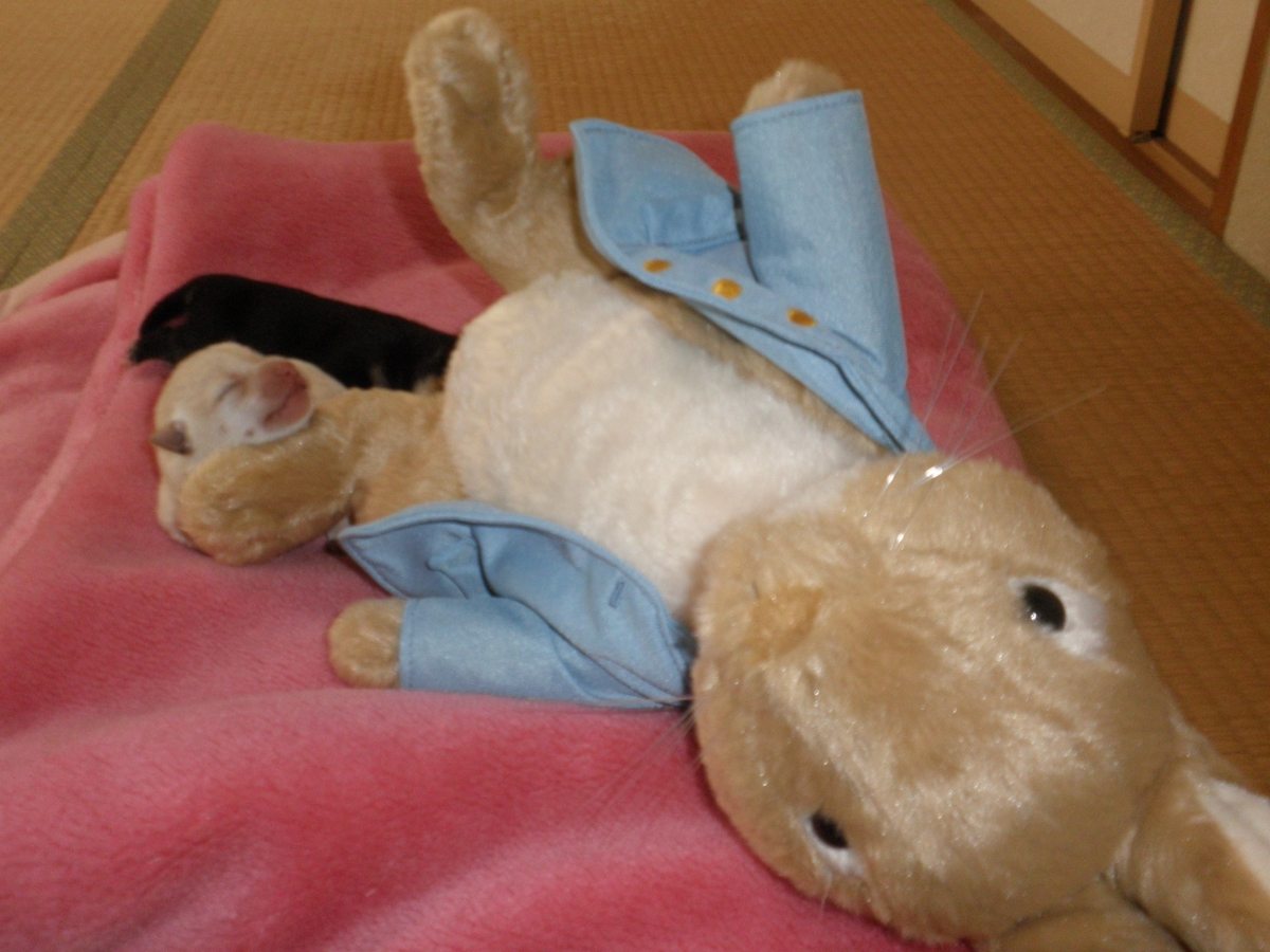 f:id:mishacarrot:20200608192009j:plain