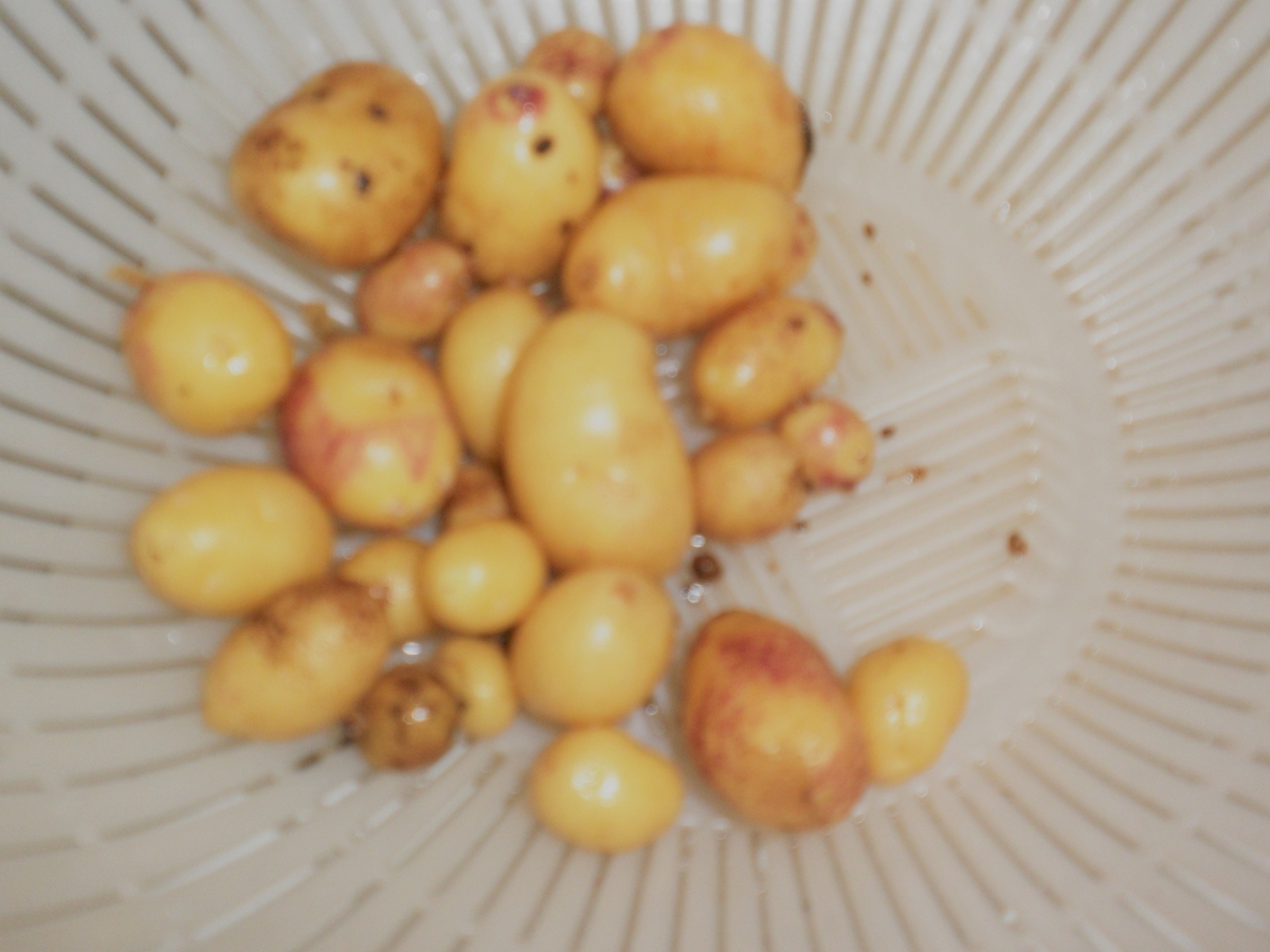 f:id:mishacarrot:20200610164008j:plain f:id:mishacarrot:20200610164008j:plain