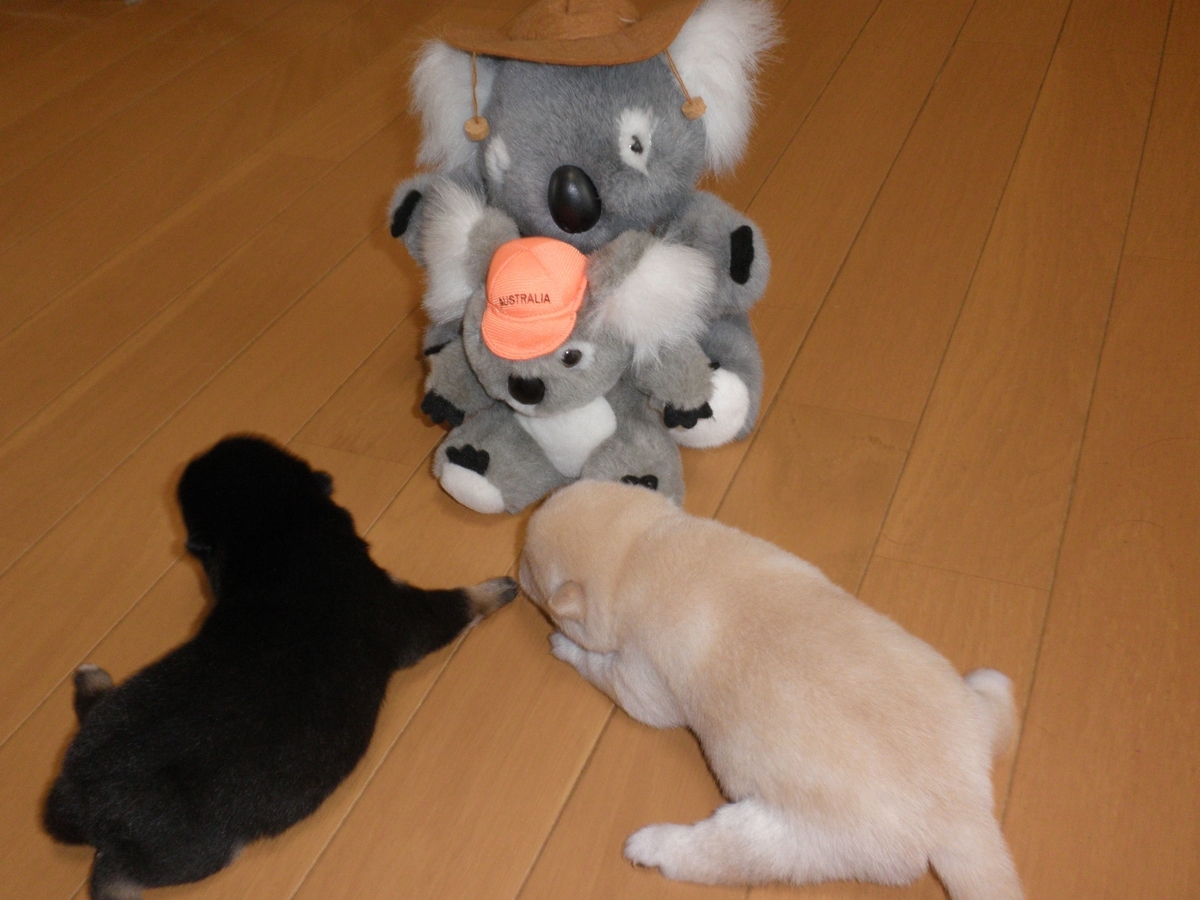 f:id:mishacarrot:20200617163901j:plain f:id:mishacarrot:20200617163901j:plain