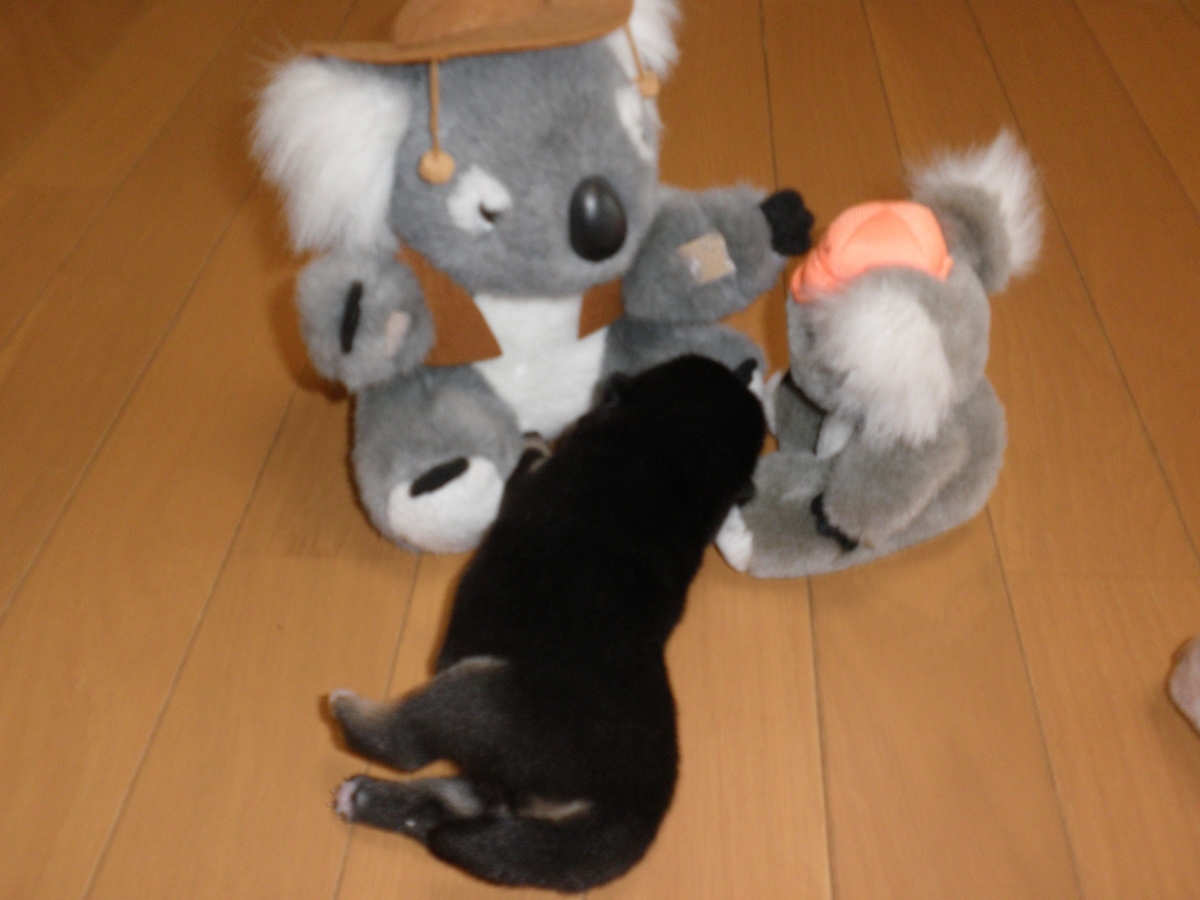 f:id:mishacarrot:20200617164125j:plain f:id:mishacarrot:20200617164125j:plain
