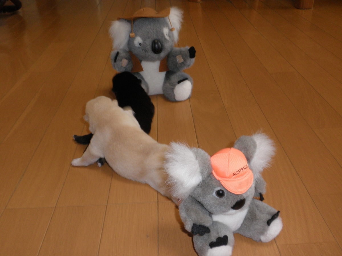 f:id:mishacarrot:20200617164220j:plain f:id:mishacarrot:20200617164220j:plain