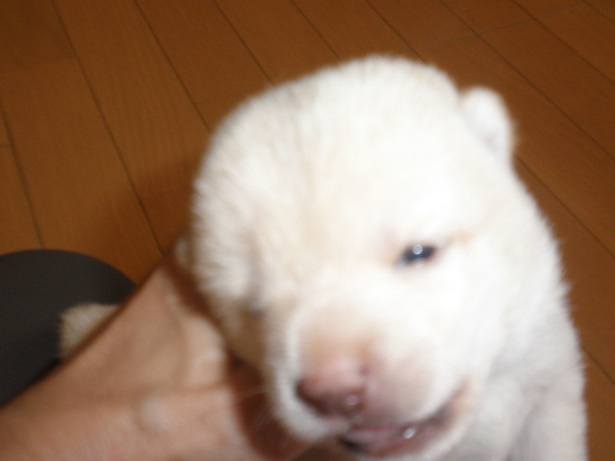 f:id:mishacarrot:20200617165804j:plain f:id:mishacarrot:20200617165804j:plain