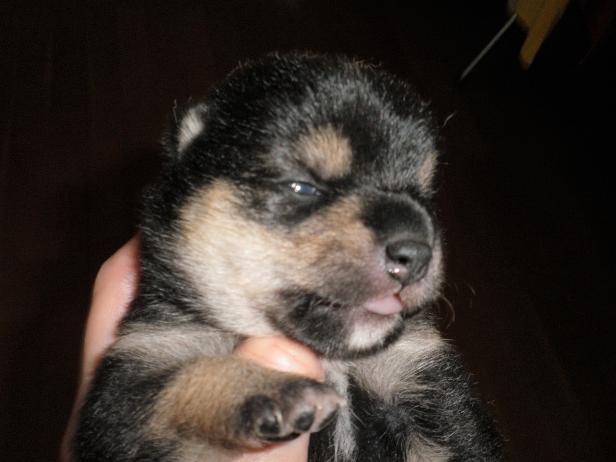 f:id:mishacarrot:20200617170112j:plain f:id:mishacarrot:20200617170112j:plain