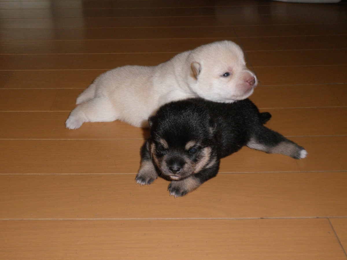 f:id:mishacarrot:20200617171744j:plain f:id:mishacarrot:20200617171744j:plain