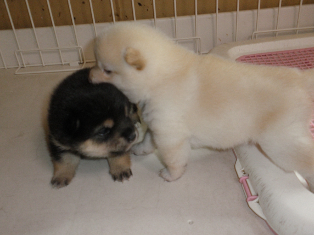 f:id:mishacarrot:20200627180240j:plain