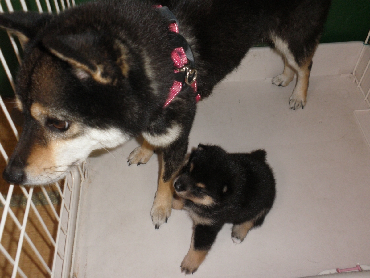 f:id:mishacarrot:20200629162824j:plain