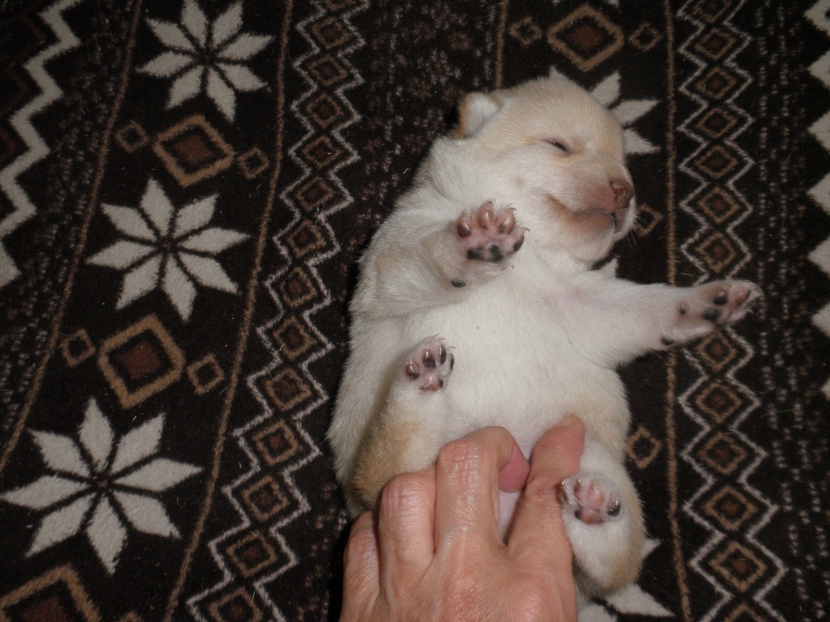 f:id:mishacarrot:20200701174341j:plain f:id:mishacarrot:20200701174341j:plain