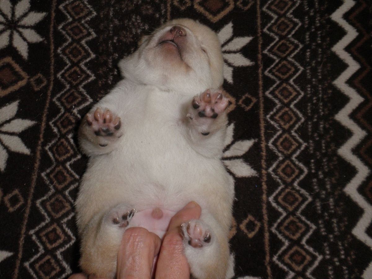 f:id:mishacarrot:20200701174441j:plain f:id:mishacarrot:20200701174441j:plain
