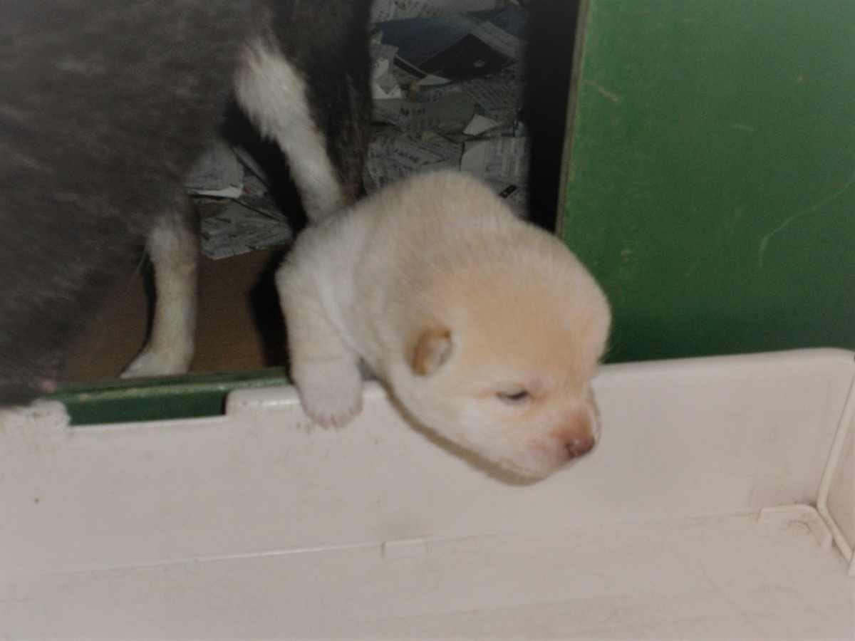 f:id:mishacarrot:20200701174514j:plain f:id:mishacarrot:20200701174514j:plain