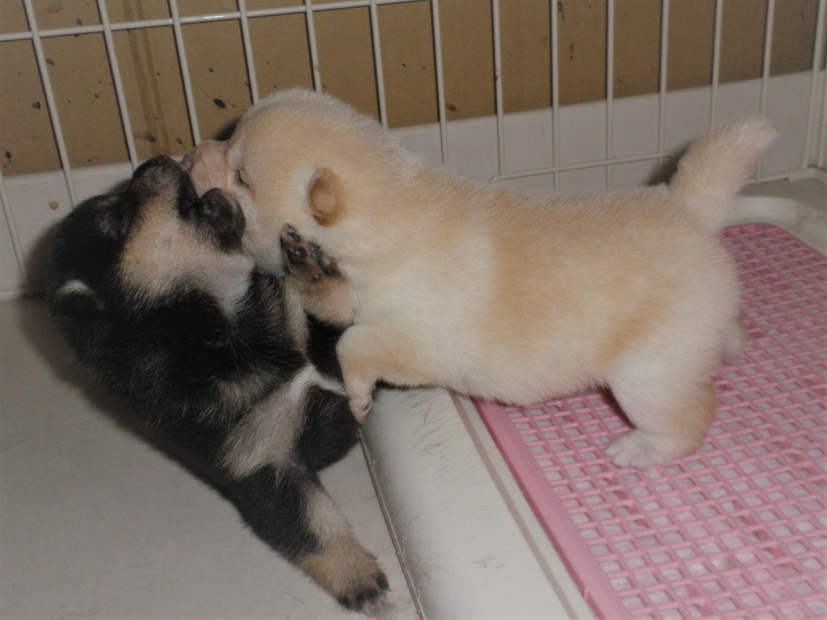 f:id:mishacarrot:20200701174726j:plain f:id:mishacarrot:20200701174726j:plain