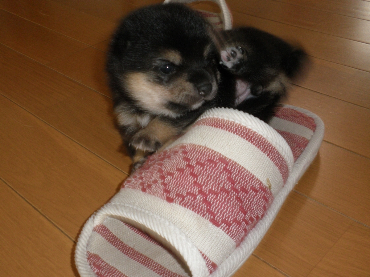 f:id:mishacarrot:20200701175036j:plain f:id:mishacarrot:20200701175036j:plain
