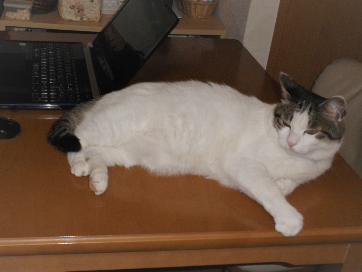 f:id:mishacarrot:20200702152056j:plain