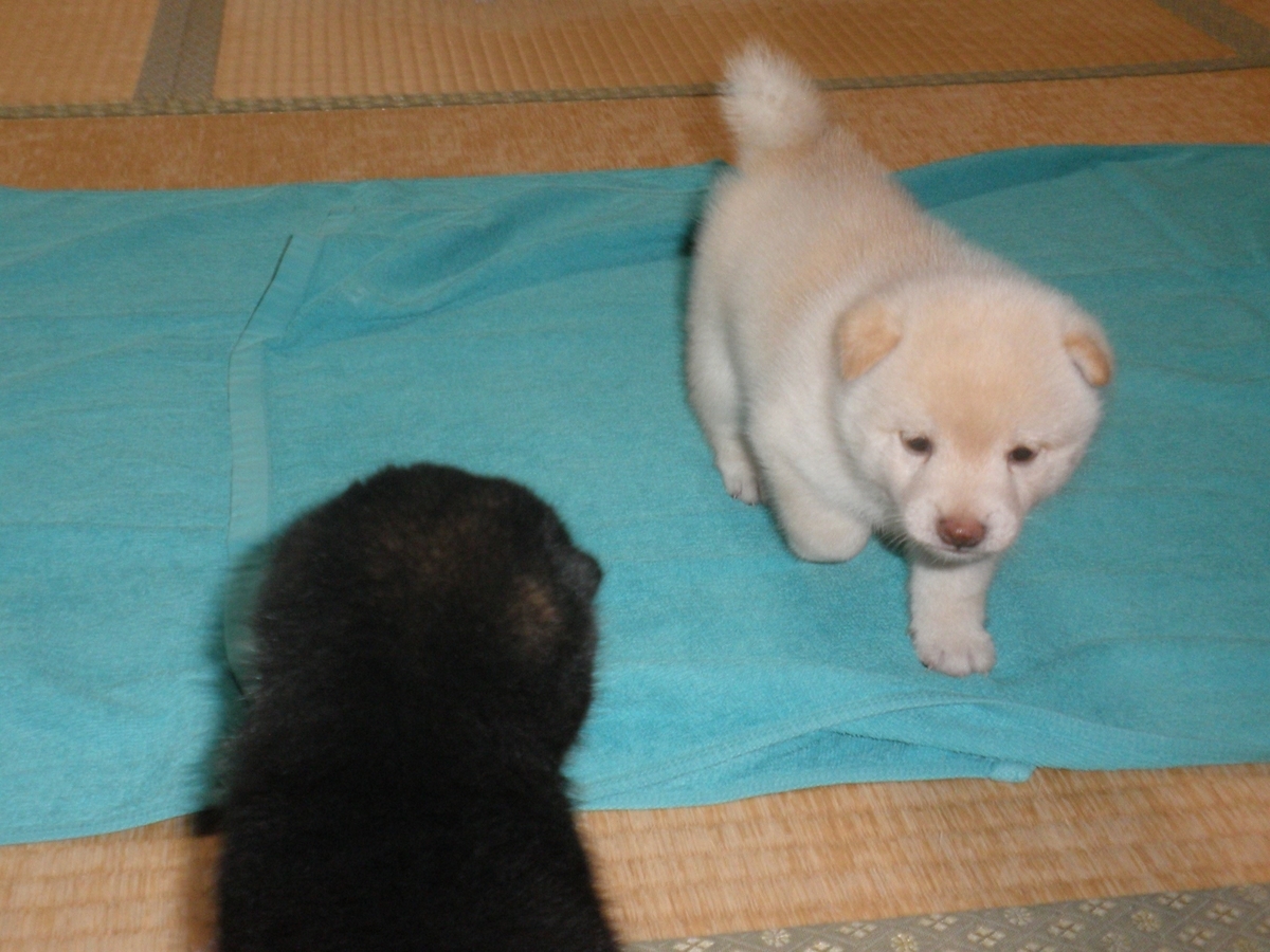 f:id:mishacarrot:20200707154738j:plain