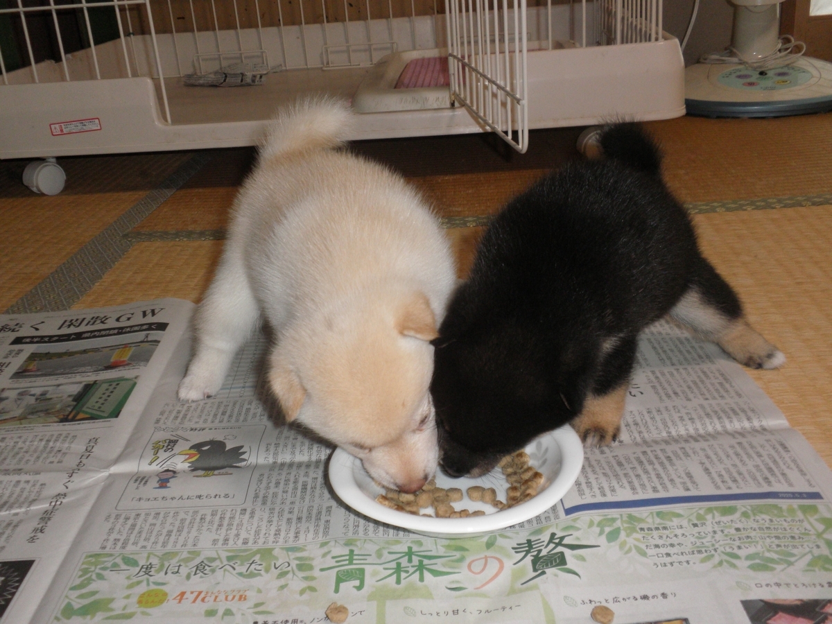 f:id:mishacarrot:20200707161336j:plain