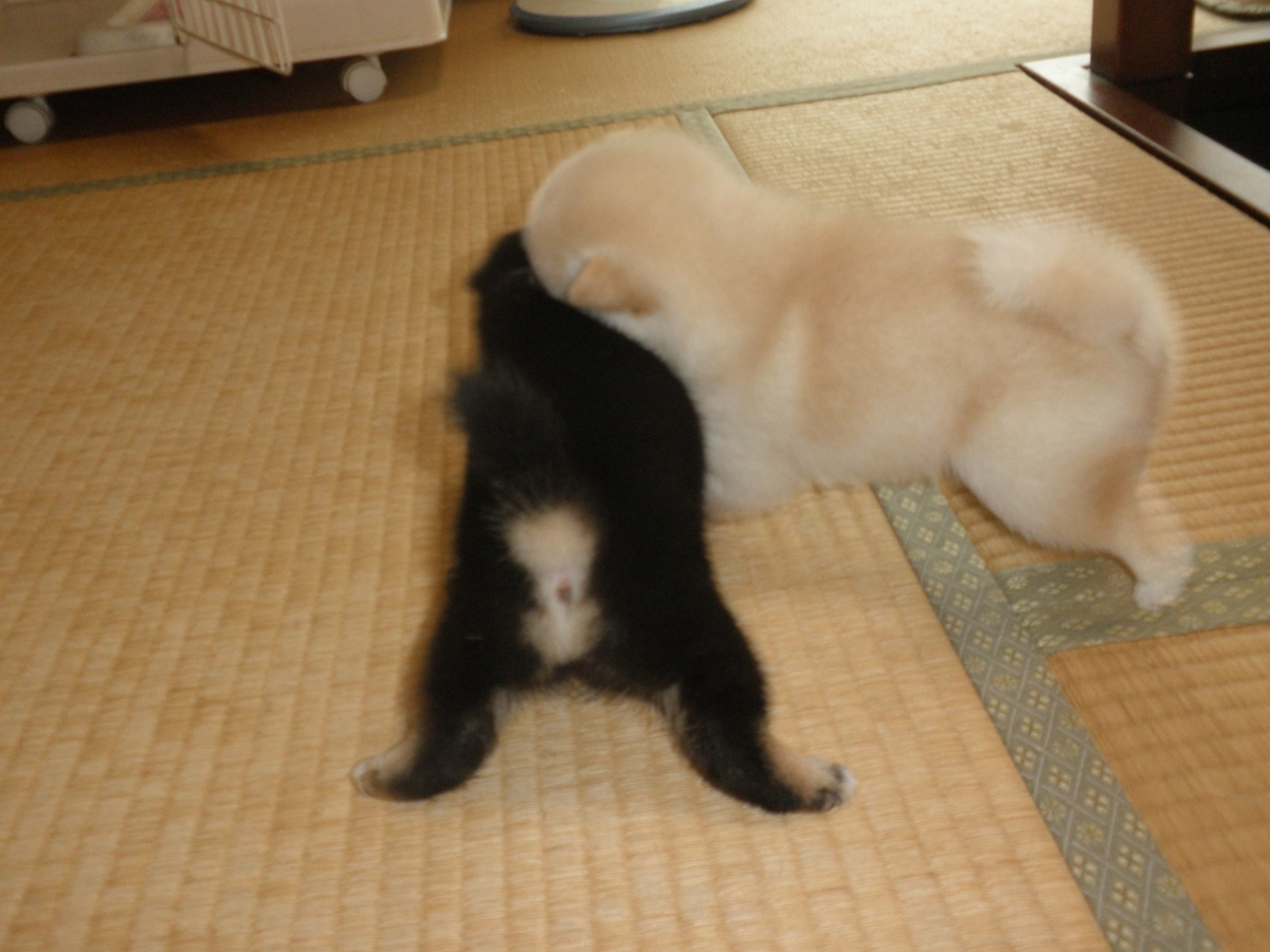 f:id:mishacarrot:20200709161646j:plain f:id:mishacarrot:20200709161646j:plain