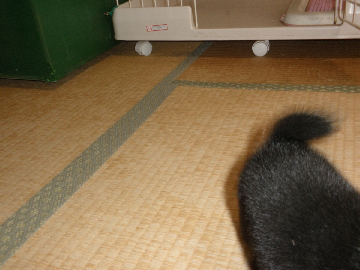 f:id:mishacarrot:20200709161926j:plain f:id:mishacarrot:20200709161926j:plain
