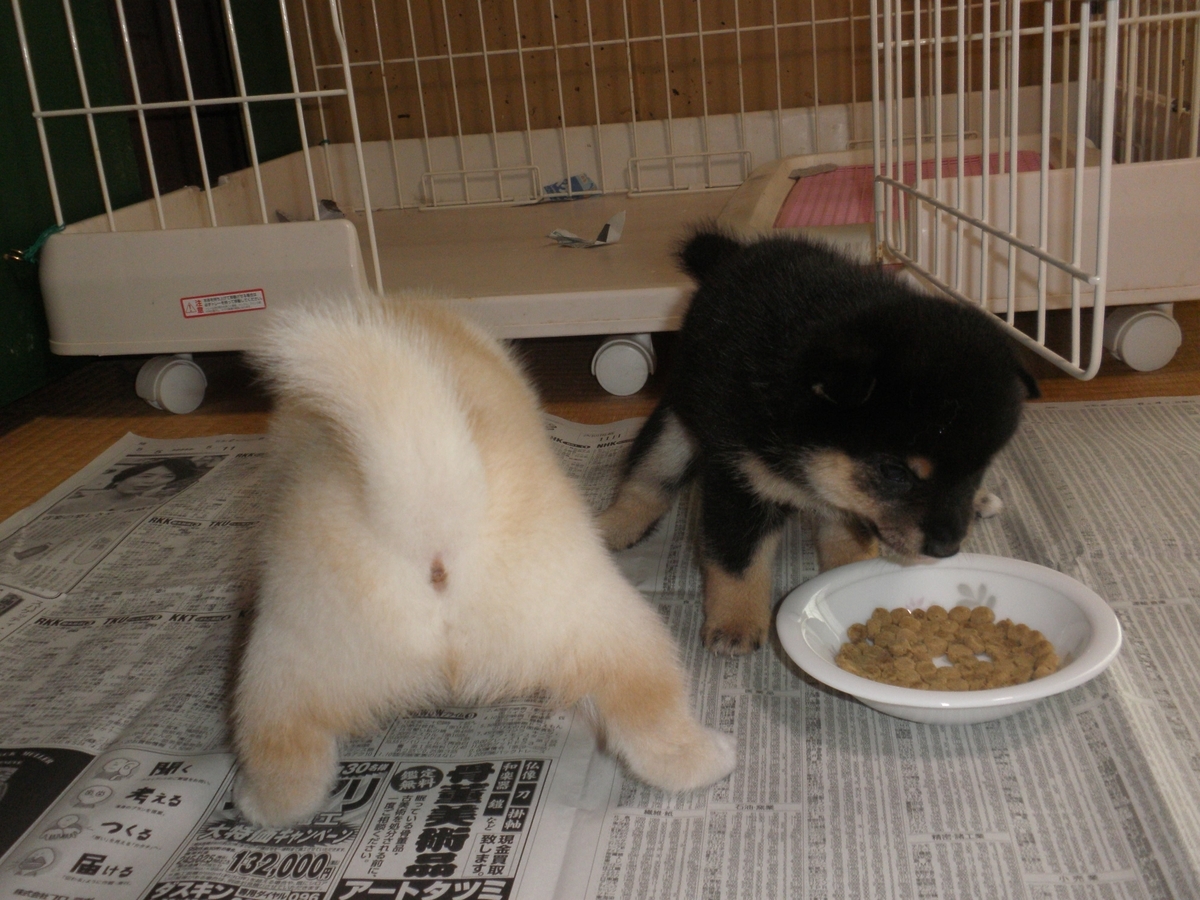 f:id:mishacarrot:20200709164425j:plain f:id:mishacarrot:20200709164425j:plain