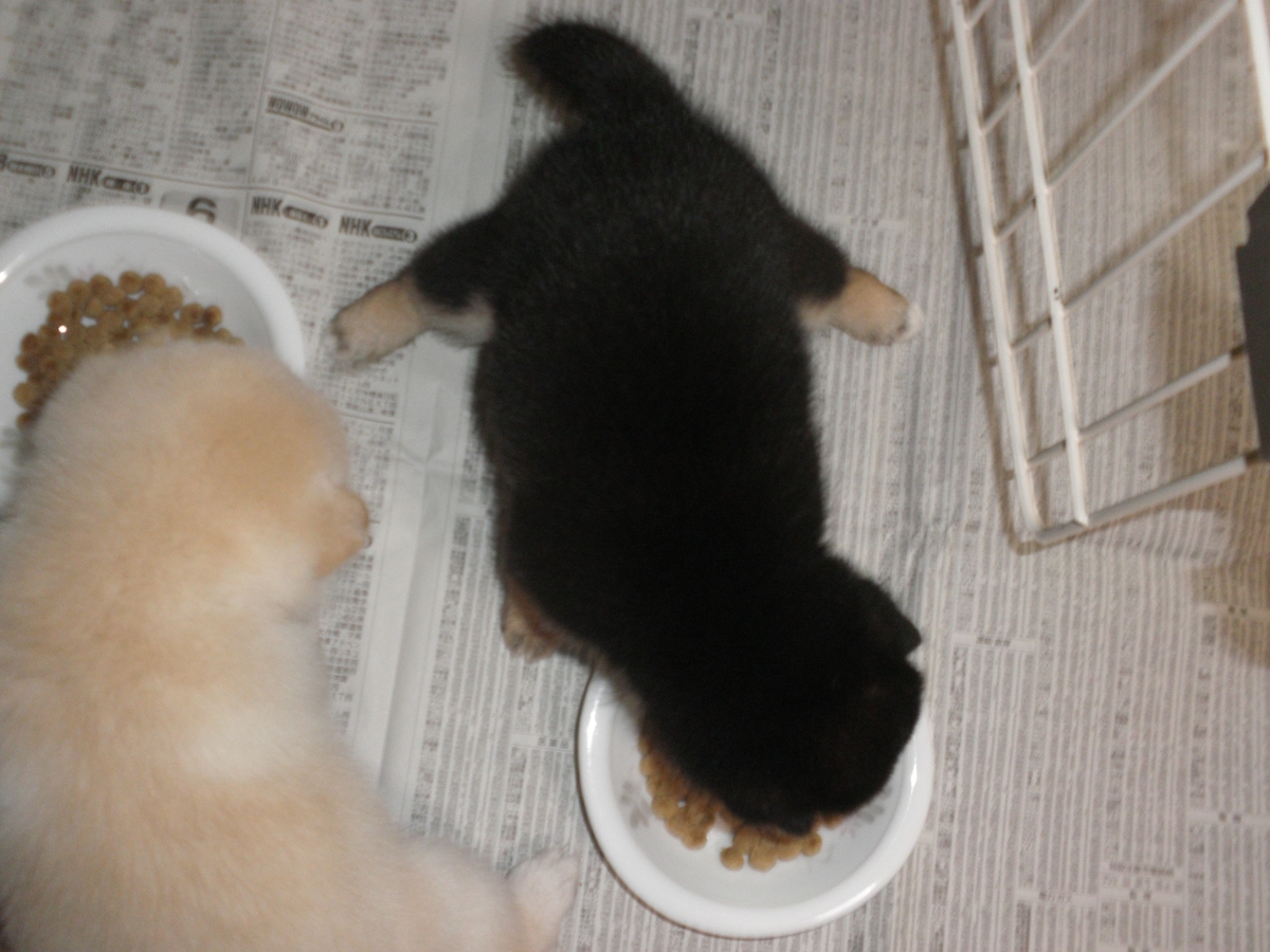 f:id:mishacarrot:20200709164545j:plain f:id:mishacarrot:20200709164545j:plain
