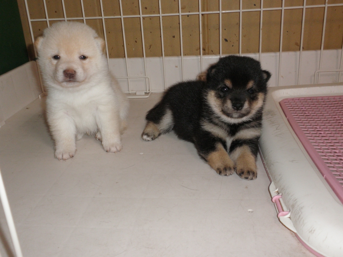 f:id:mishacarrot:20200710114804j:plain f:id:mishacarrot:20200710114804j:plain