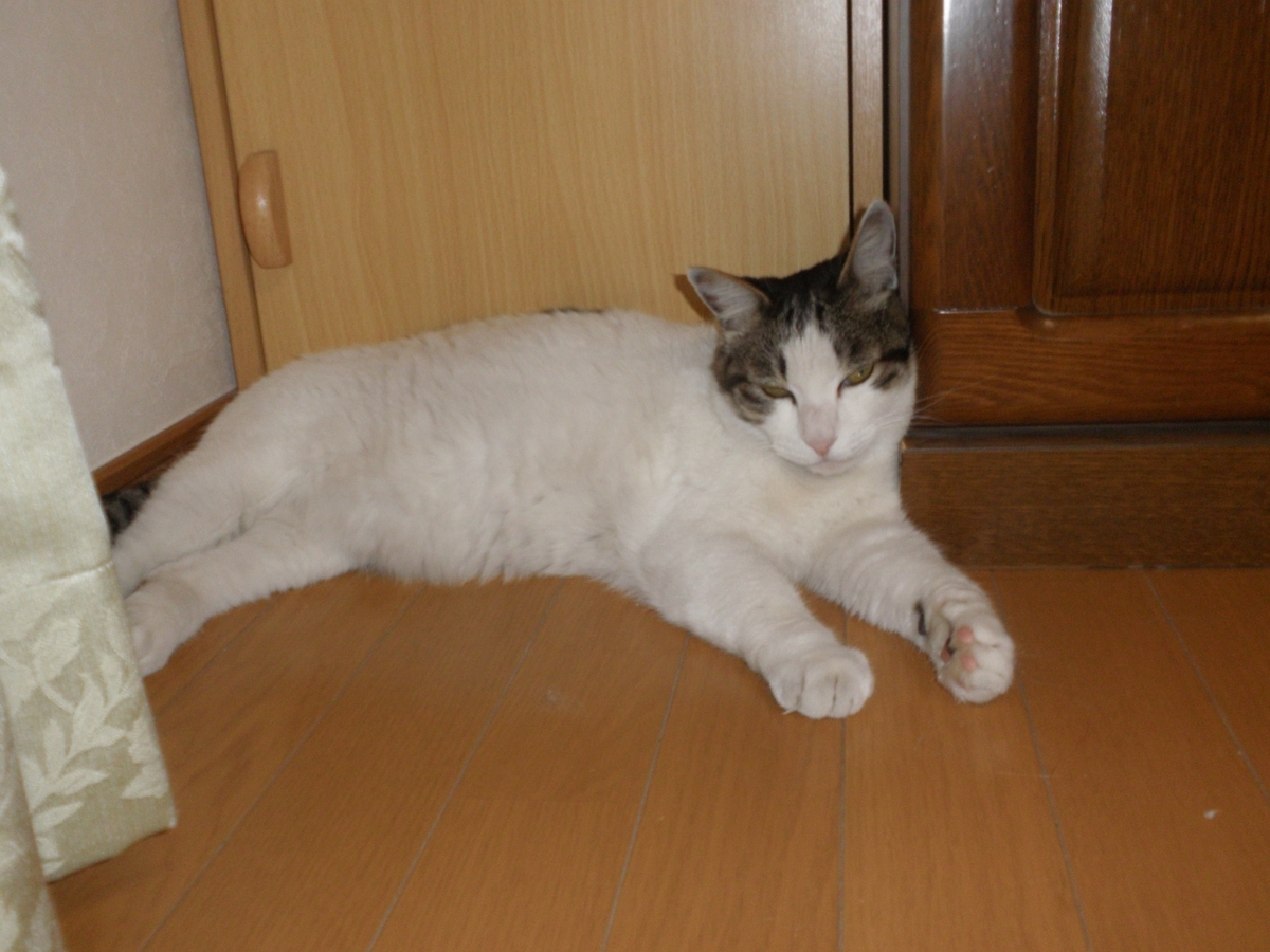 f:id:mishacarrot:20200714163853j:plain