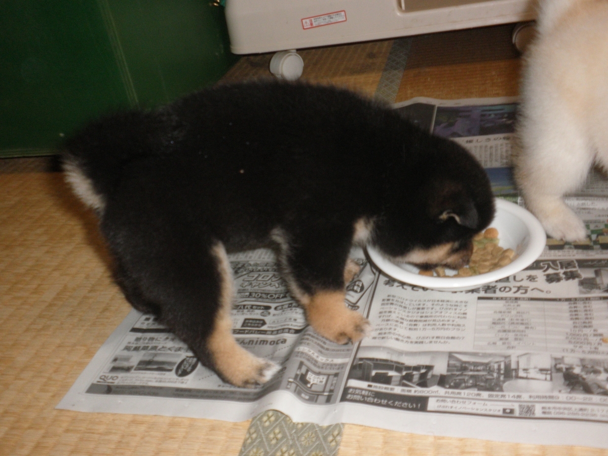 f:id:mishacarrot:20200717161045j:plain f:id:mishacarrot:20200717161045j:plain