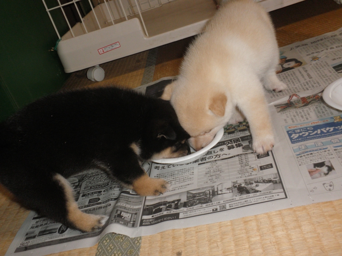 f:id:mishacarrot:20200717161103j:plain f:id:mishacarrot:20200717161103j:plain