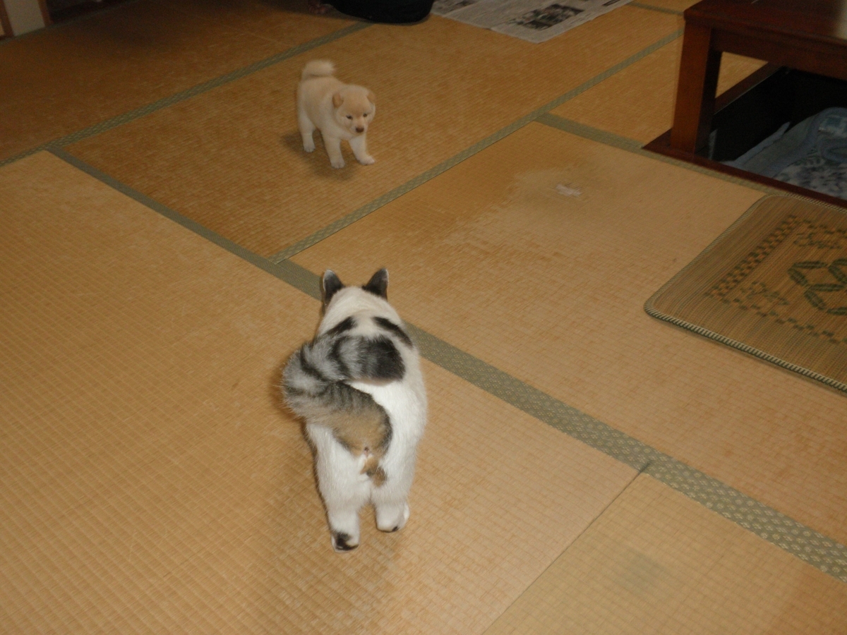 f:id:mishacarrot:20200717162814j:plain f:id:mishacarrot:20200717162814j:plain