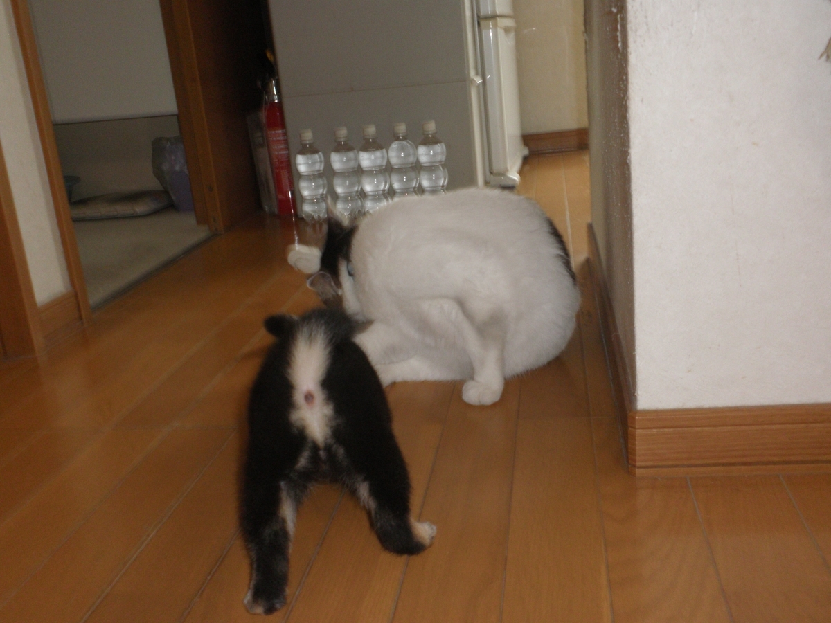 f:id:mishacarrot:20200717163006j:plain f:id:mishacarrot:20200717163006j:plain